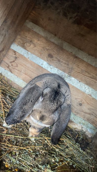 Iepuri berbec german