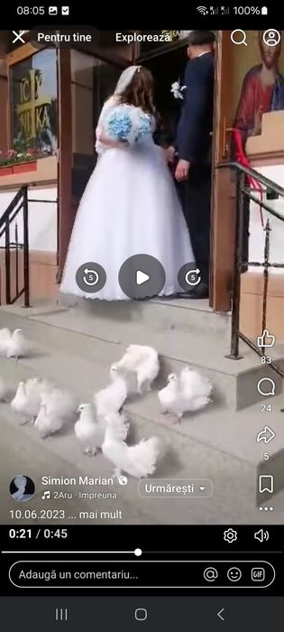 Porumbei pentru evenimente