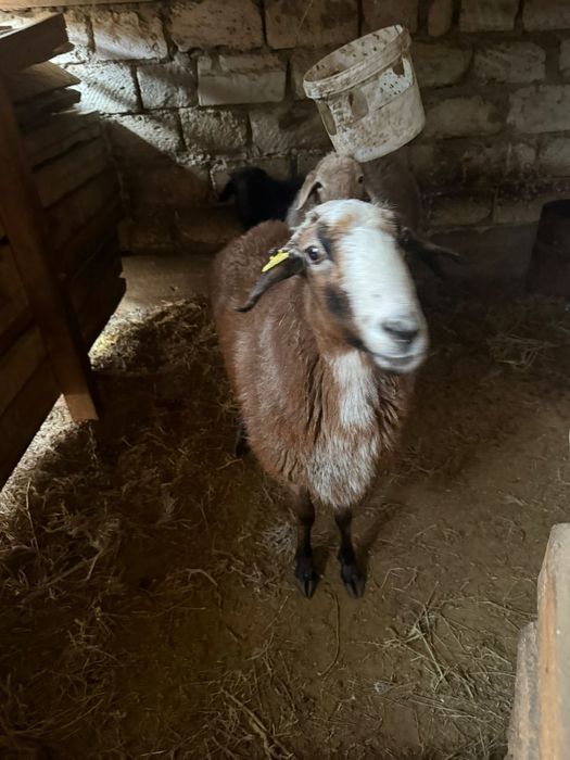 Қой сатылады жемде тұрған