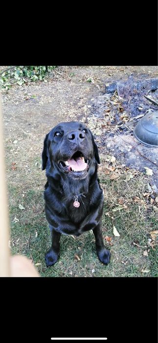 Petsitter Cluj-Napoca