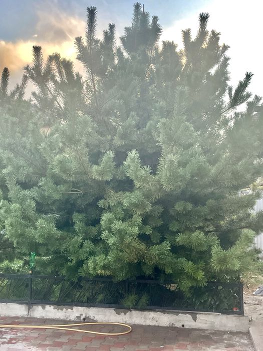 Сосна пушистаяяя