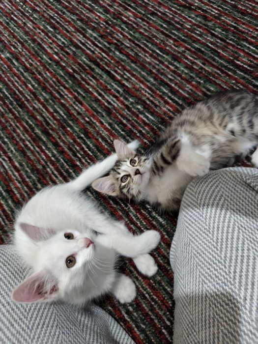 Котенок девочка 2месяца активная домашняя