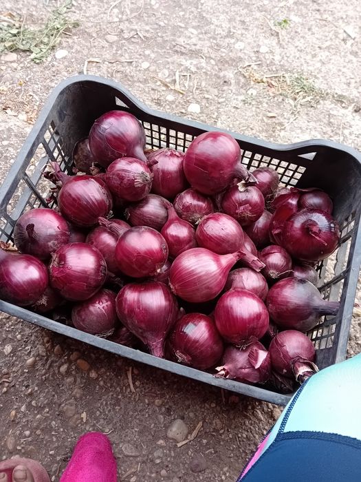 Ceapa roșie,avem cantitate multă