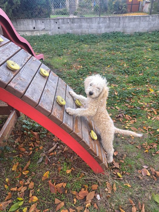 Продавам куче за трюфели