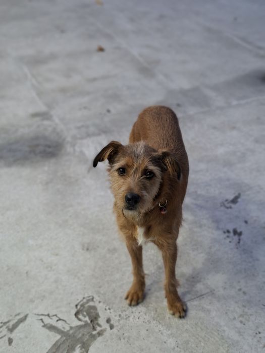 Отдаю собаку бесплатно для хорошего ухода..