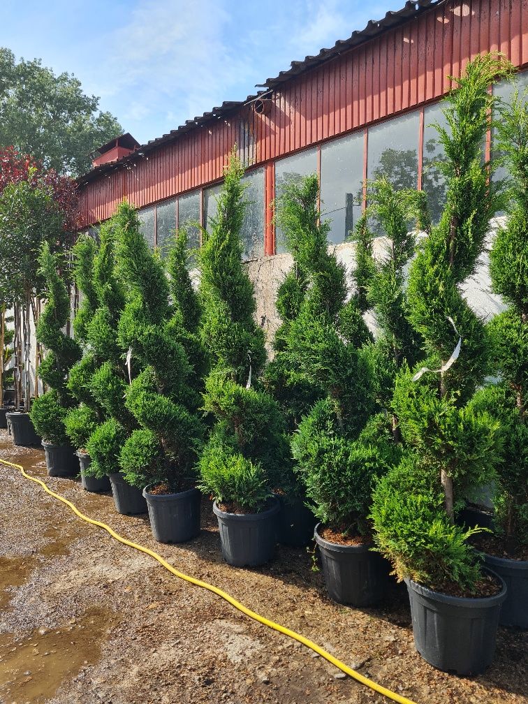 Plante ornamentale la 5 primiți 1 gratis