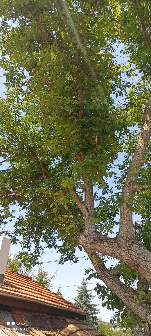 Орех за рязане с разрешително