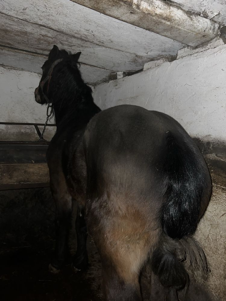 De vânzare iapă metis de frizian
