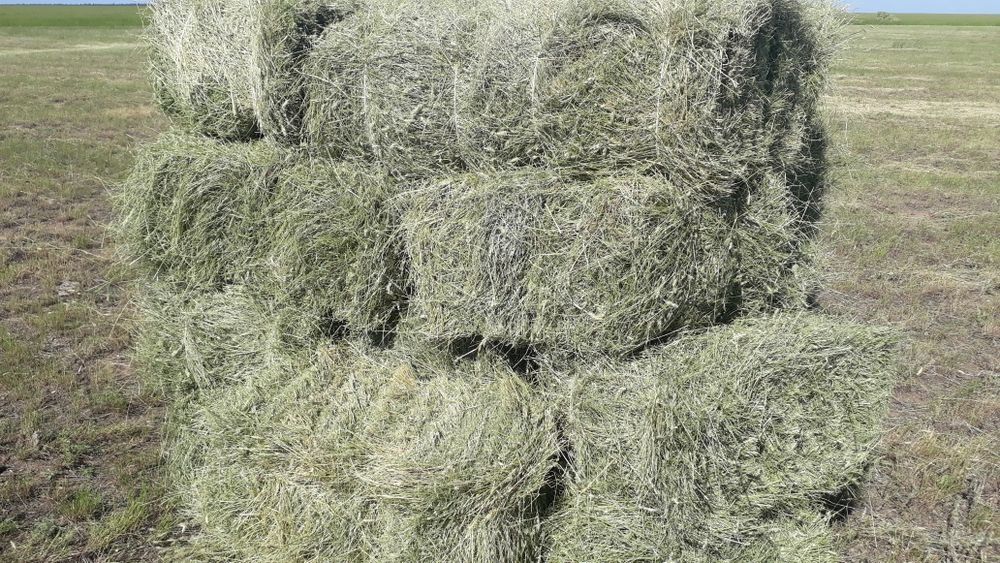 Продам сено в тюках оптом. 250т.
