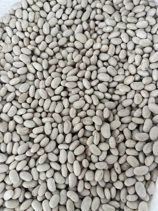 Fasole romaneasca 9lei kg engross