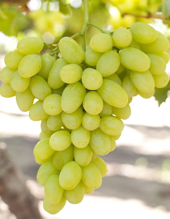 Vita de vie alba nobila de masa 28 de soiuri