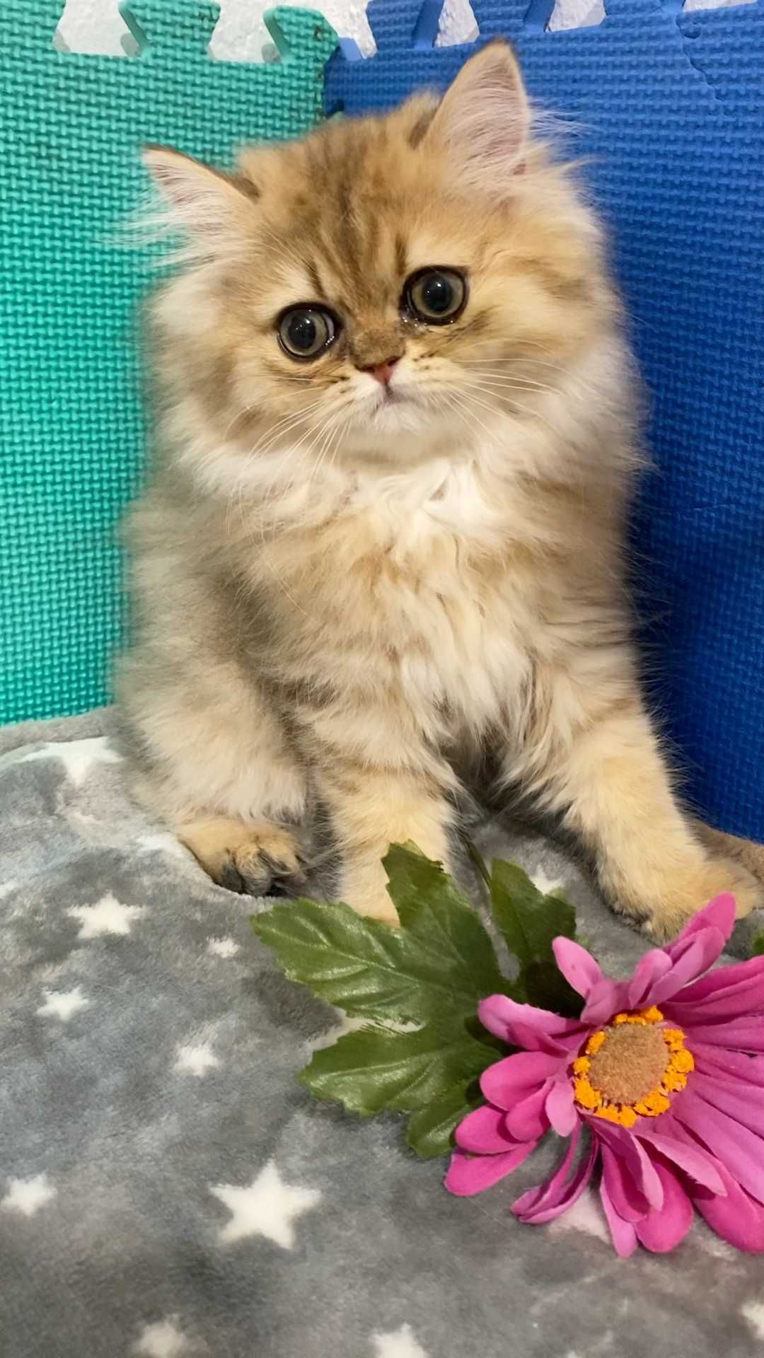 Pisica Persana Chinchilla cu pedigree
