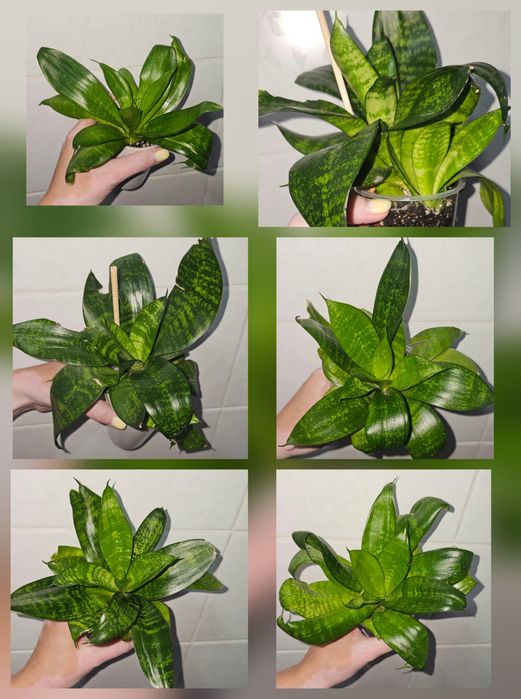 Распродажа Сансиеверия комнатные растения