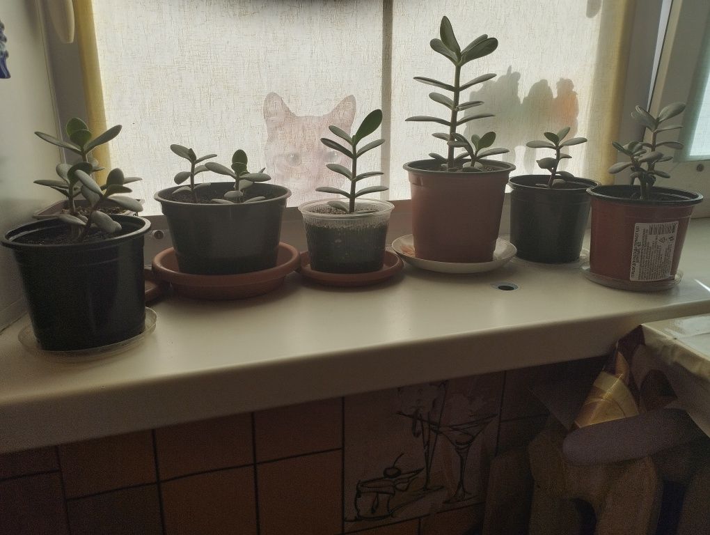 Продам цветы Крассула