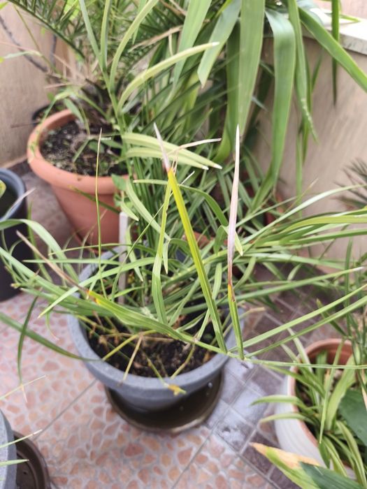 Палми.    финикови