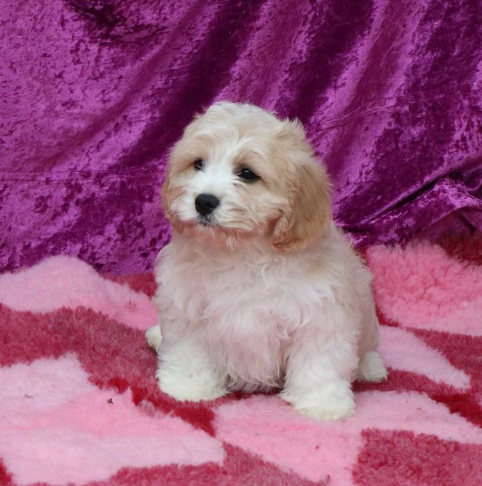Cavapoo deosebitD