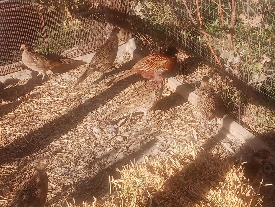 Фазаны қырғауыл сатылады