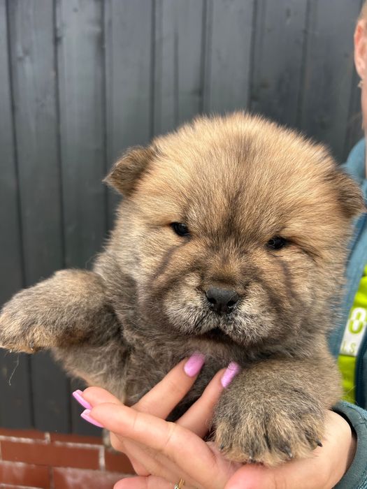 Chow chow rasa pura cățel pedigree