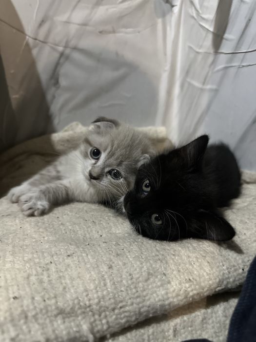 Дарю котят, 1 вислоухая девочки