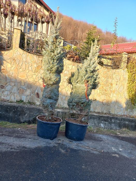 Plante decorative pentru o grădină de vis livrare gratuită