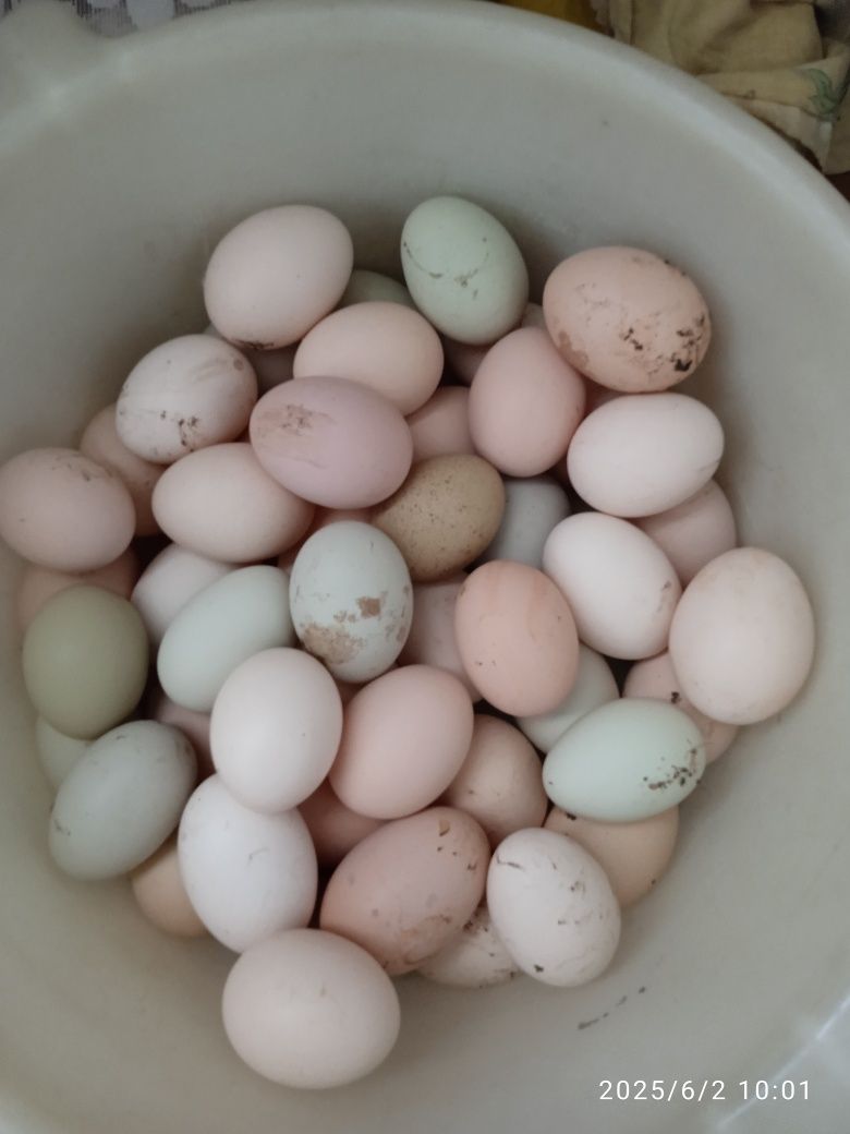 Продам домашние яйца