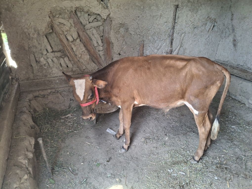 Buqacha sotiladi tezda
