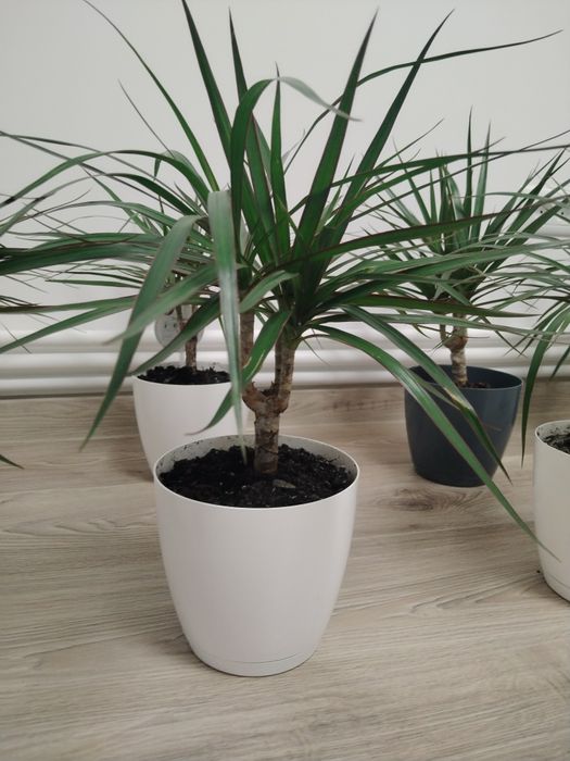 Vând dracena -copac ornamental