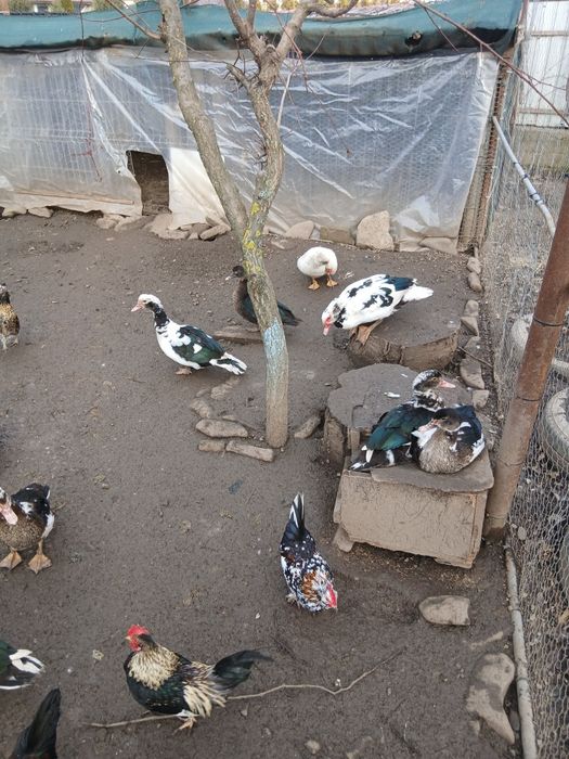 Desființez crescatorie