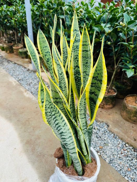 Сансевиерия (её ещё называют «тещин язык»