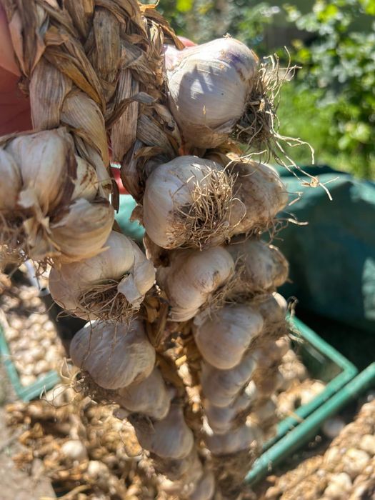 Usturoi românesc BIO din Copălău – gust autentic, 100% natural