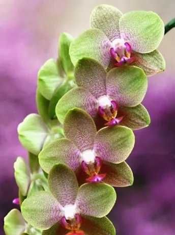 Орхидея,микс 100 семена.Внос от Холандия