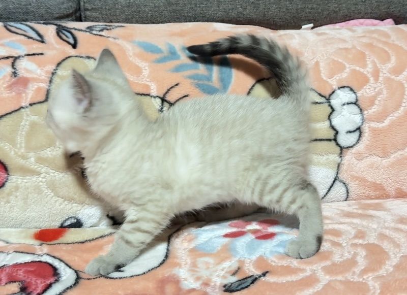 Британска късокосместа момче