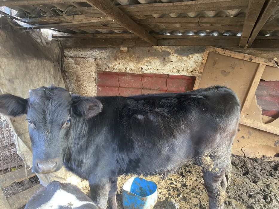 Vând 2 viteti, unul de 2 luni si unul de 9 luni