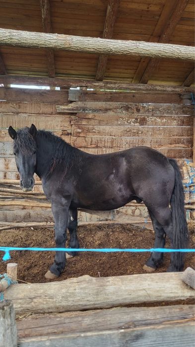 Vând mânz negru de 2 ani