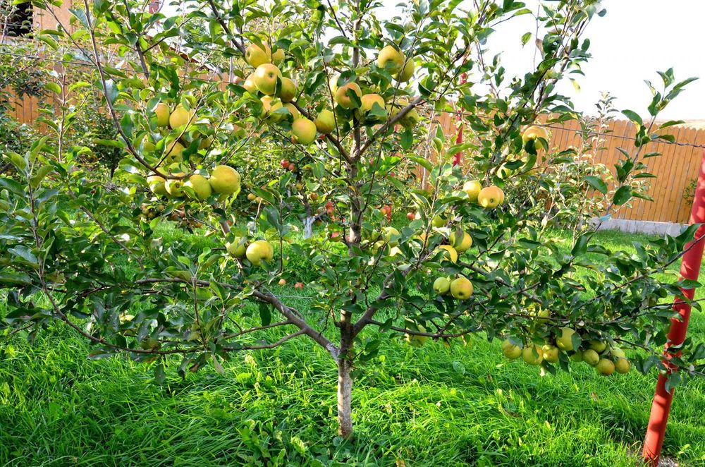 Pomi Fructiferi Pitici DWARF (MAR )