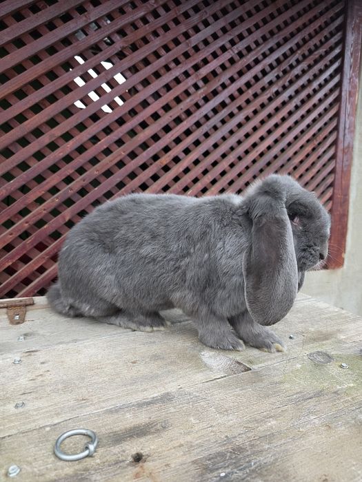 Femela berbec german albastru