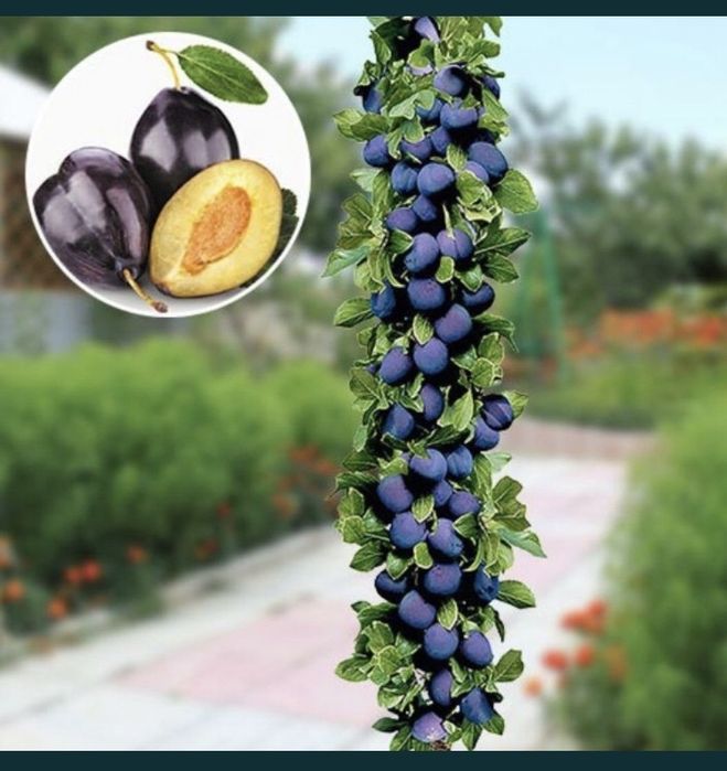 Pomi columnari , trimitem in toata tara