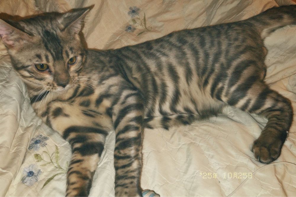 Серебро бенгальский кот