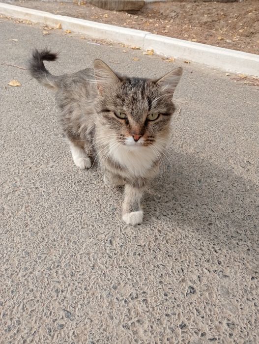 Кошка мейнкун порродистый