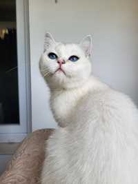 Pisicuță British cu ochii de safir