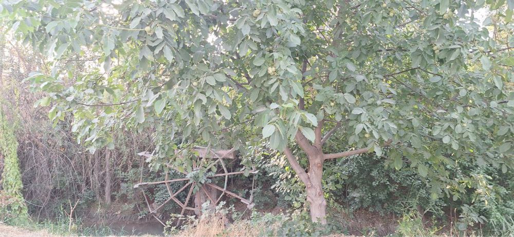 Toshkent shaxar Mirobod max nur kuchasida jami 40.08 yer maydoni
