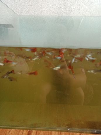 Рыбки гуппи ассорти меченосцы красные и тигровые домашнего разведения
