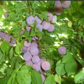 Pruni pitici Renglod