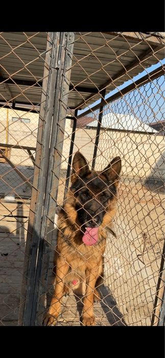 вязка овчарка немецкая овчарка