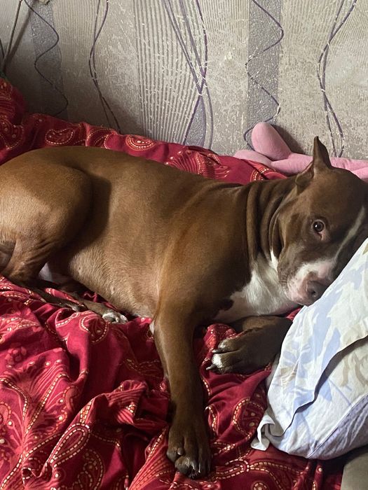 Питбуль  кабель для вязки