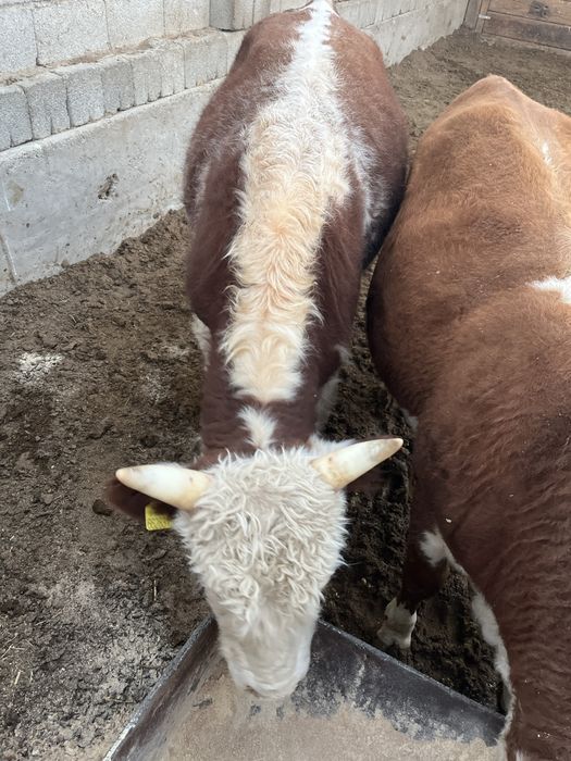 Бұқа сатылады. 1.5-2 жасар 6 бас