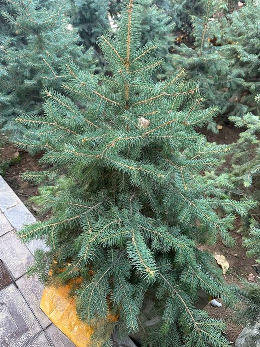 Голубой Ель( Кримский)