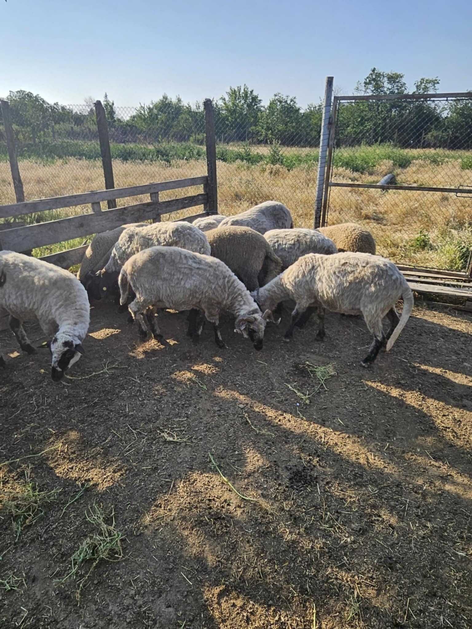 Oi/Mioare de vanzare