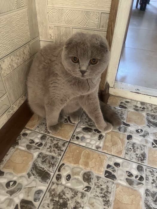 Продается котят 100$