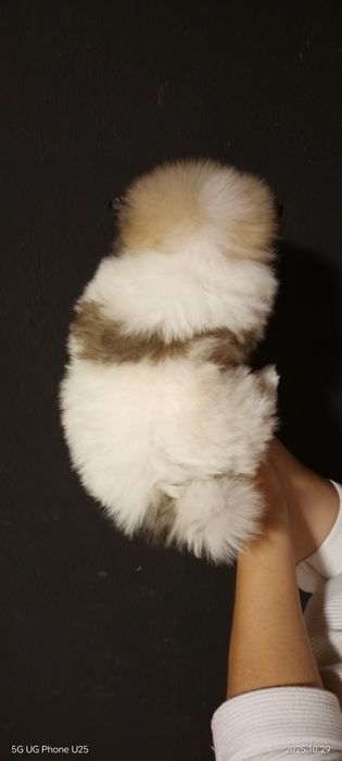 Мини шпиц момиче